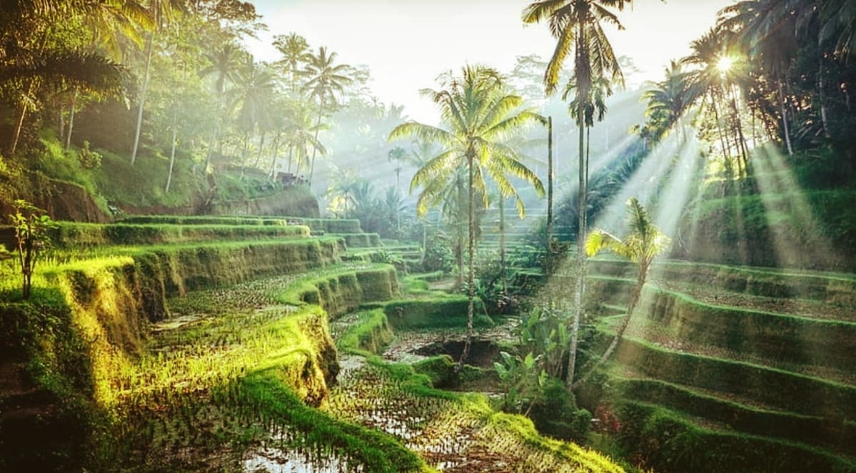 Ultimate 5-Day Ubud Tour Itinerary